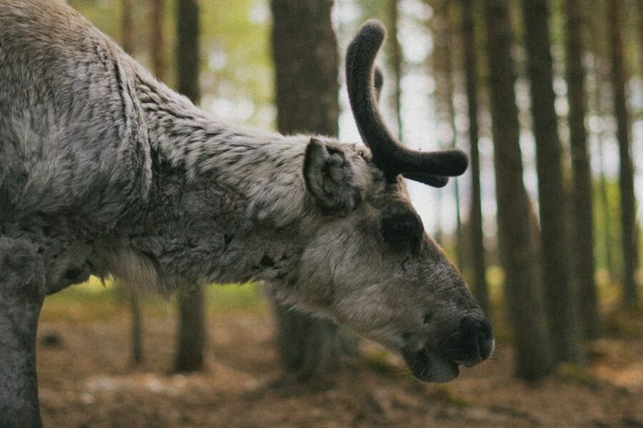 Rovaniemi: Reindeer Farm Visit with Photographer - Why this Rovaniemi reindeer visit feels more personal