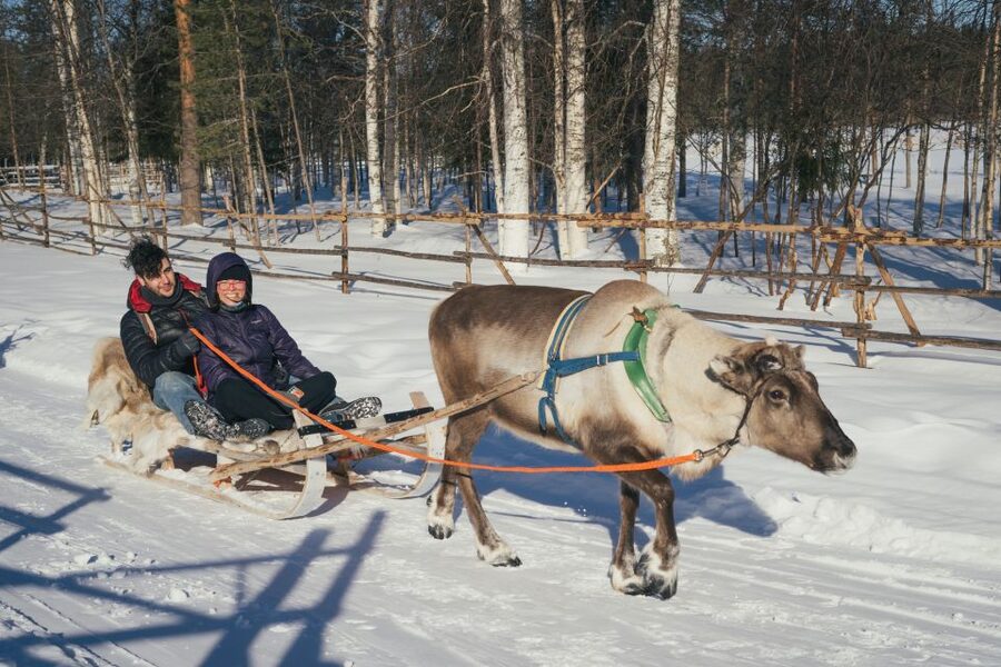 Rovaniemi: Reindeer Farm Visit with Photographer - The short 400-meter sleigh ride