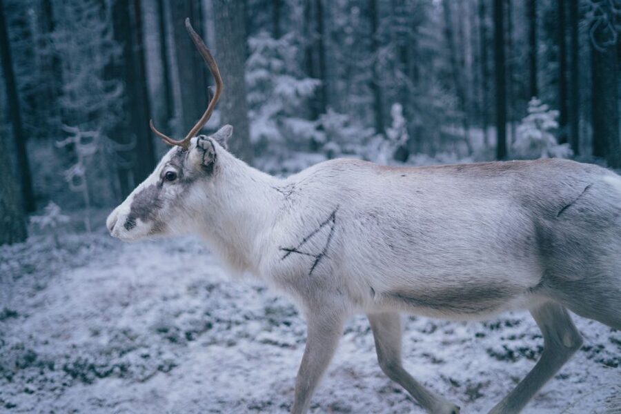 Rovaniemi: Reindeer Farm Visit with Photographer - Photography that is more than a quick snapshot
