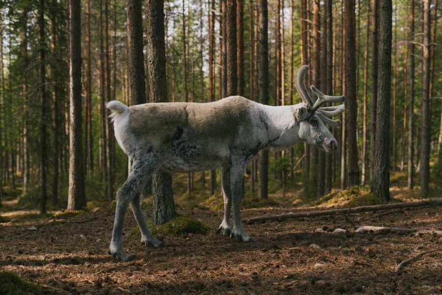 Rovaniemi: Reindeer Farm Visit with Photographer - Who will enjoy this farm visit most?