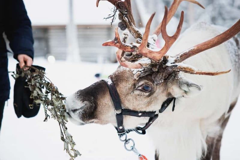 Rovaniemi: Reindeer, Huskies & Santa Claus Village - Meeting the reindeer and earning a driver’s license