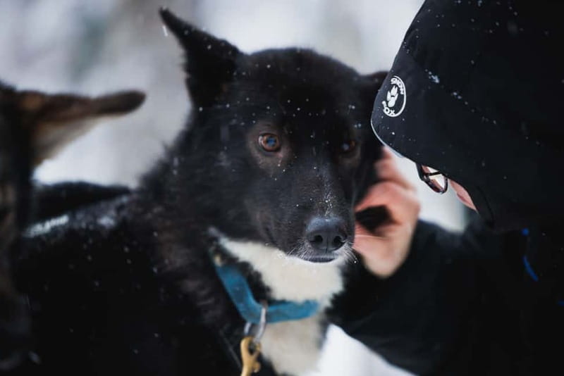 Rovaniemi: Reindeer, Huskies & Santa Claus Village - The huskies bring the energy