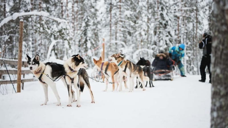 Rovaniemi: Reindeer, Huskies & Santa Claus Village - Is $213 a fair price?
