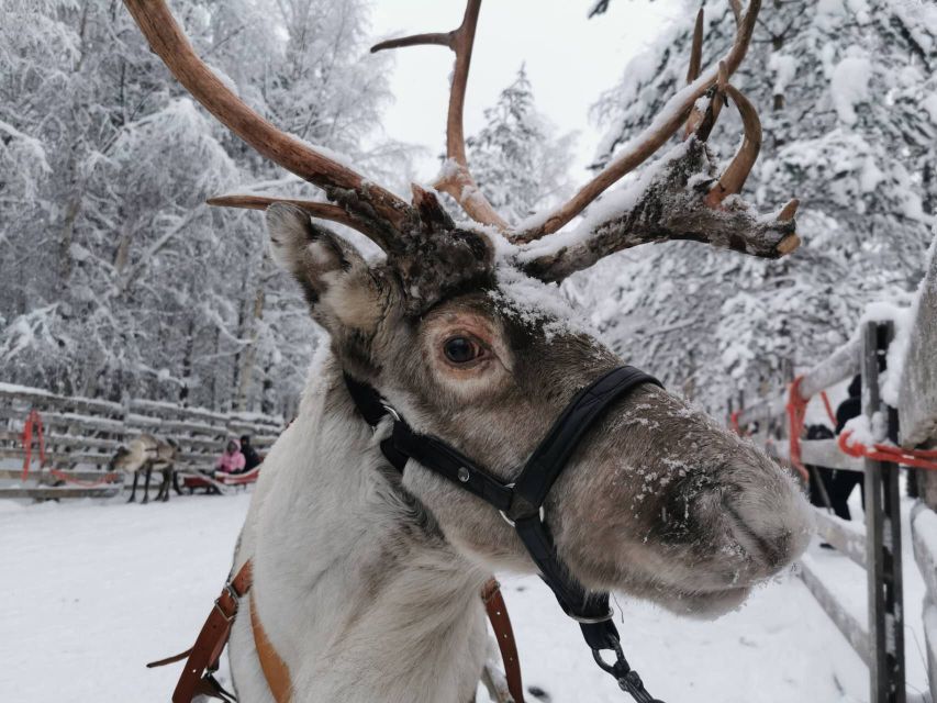 Rovaniemi: Reindeer, Huskies, Santa's Pets & Aurora Hunt - Key points to know before booking