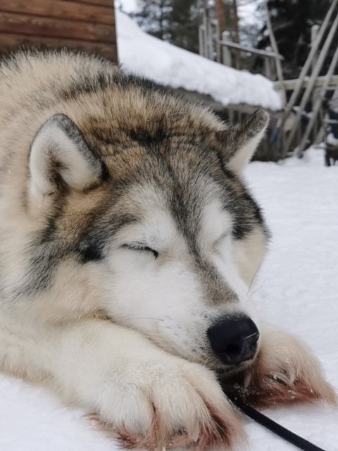 Rovaniemi: Reindeer, Huskies, Santa's Pets & Aurora Hunt - Is $271 per person fair value?