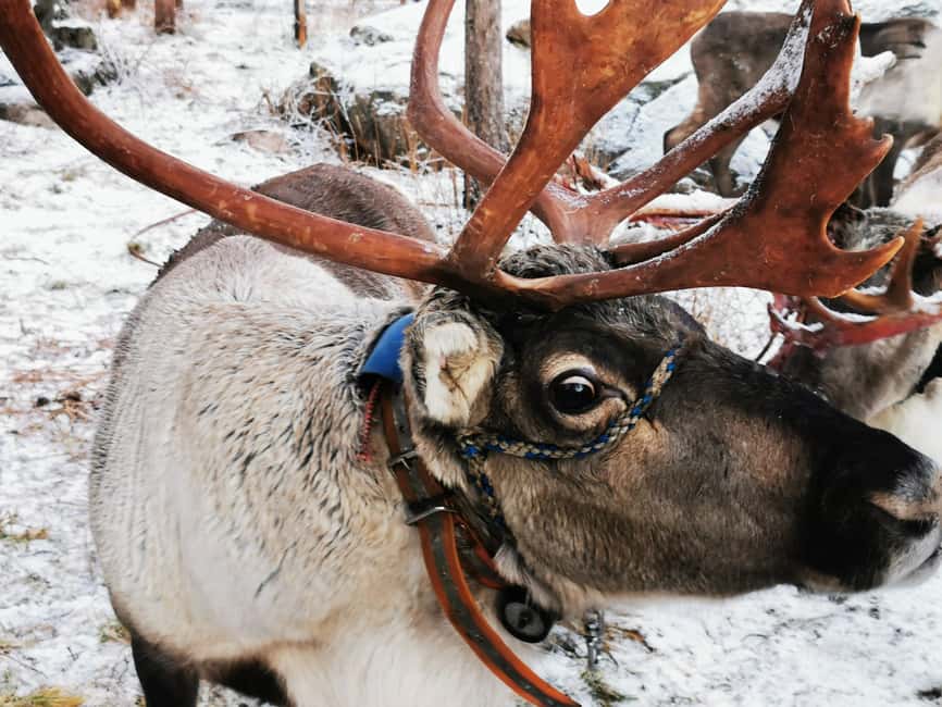 Rovaniemi: Reindeer, Huskies, Santa's Pets & Aurora Hunt - A packed Lapland day, split between morning and night