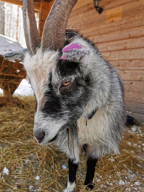 Rovaniemi: Reindeer, Huskies, Santa's Pets & Aurora Hunt - The husky farm and a 500-meter burst of speed