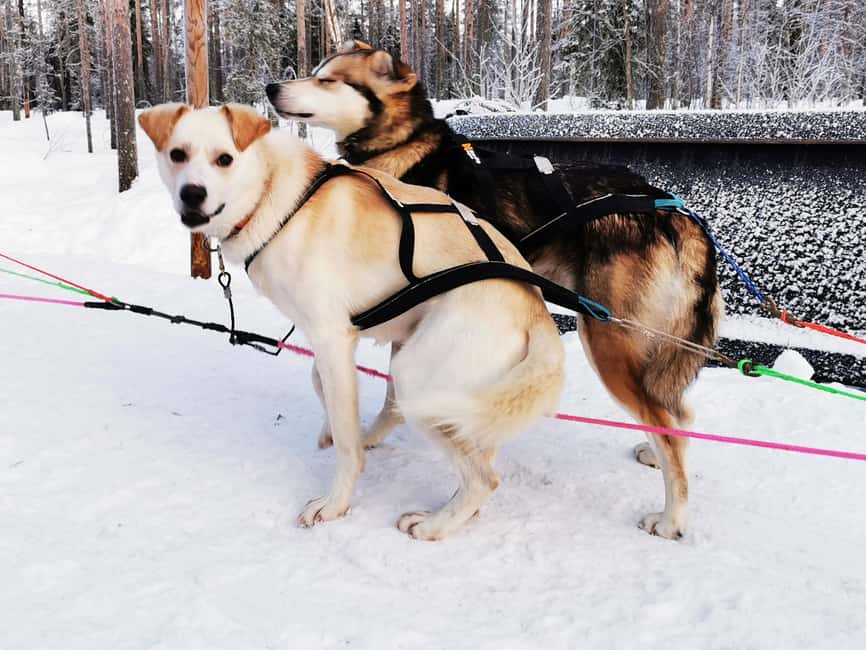 Rovaniemi: Reindeer, Huskies, Santa's Pets & Aurora Hunt - Santa Claus Village: photographs, free time, and a busy stop
