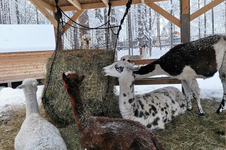 Rovaniemi: Reindeer, Huskies, Santa's Pets & Aurora Hunt - Tea, campfire food, and what is actually included
