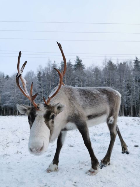 Rovaniemi: Reindeer, Huskies, Santa's Pets & Aurora Hunt - The cold is part of the price of admission