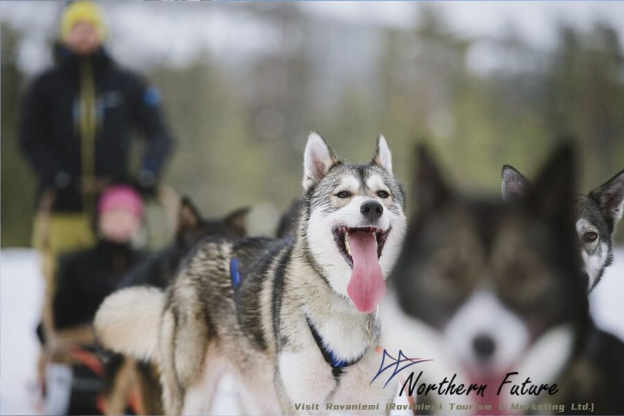 Rovaniemi: Reindeer, Huskies, Santa's Pets & Aurora Hunt - Reindeer, Santa’s animals, and the 400-meter sleigh ride