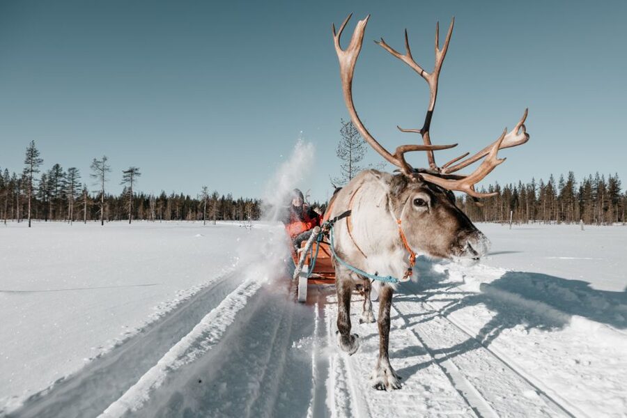 Rovaniemi: Reindeer Sleigh Ride with Hot Drink and Cookies - The 1.5km sleigh ride through snowy forest