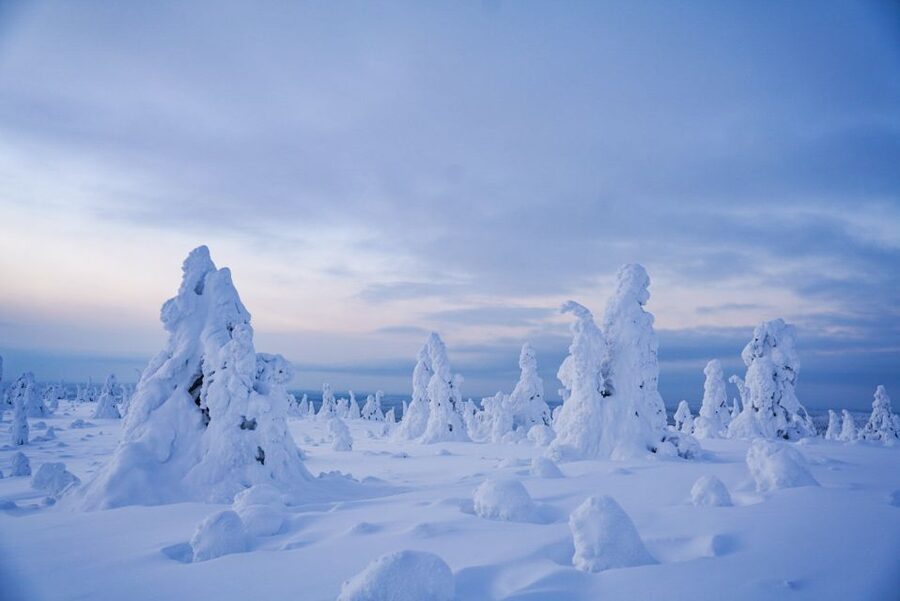 Rovaniemi: Riisitunturi National Park Day Trip with Lunch - The wilderness hut and the Finnish fire break