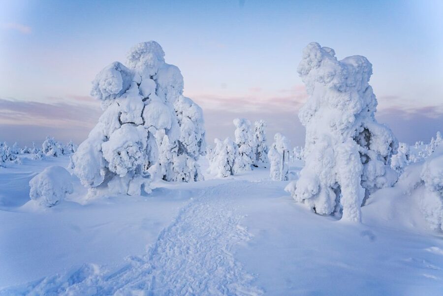 Rovaniemi: Riisitunturi National Park Day Trip with Lunch - Is $223 a fair price?