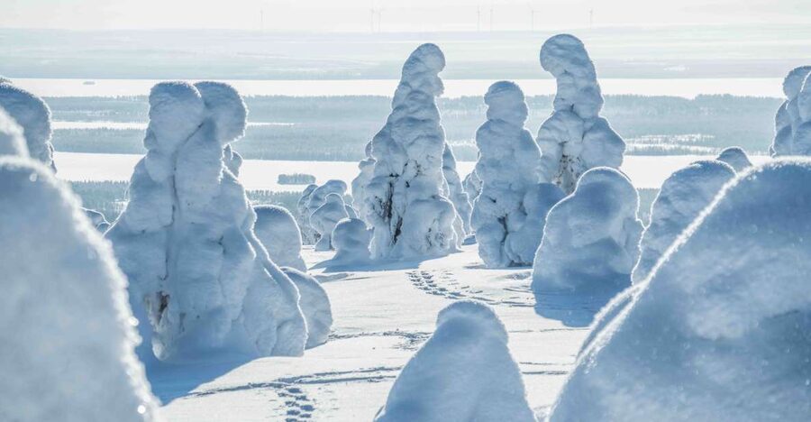 Rovaniemi: Riisitunturi National Park with Pro Photos & BBQ - Snow-loaded trees and open fell views