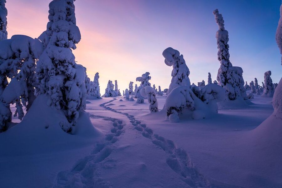 Rovaniemi: Riisitunturi National Park with Pro Photos & BBQ - Photography with a guide who knows the setting