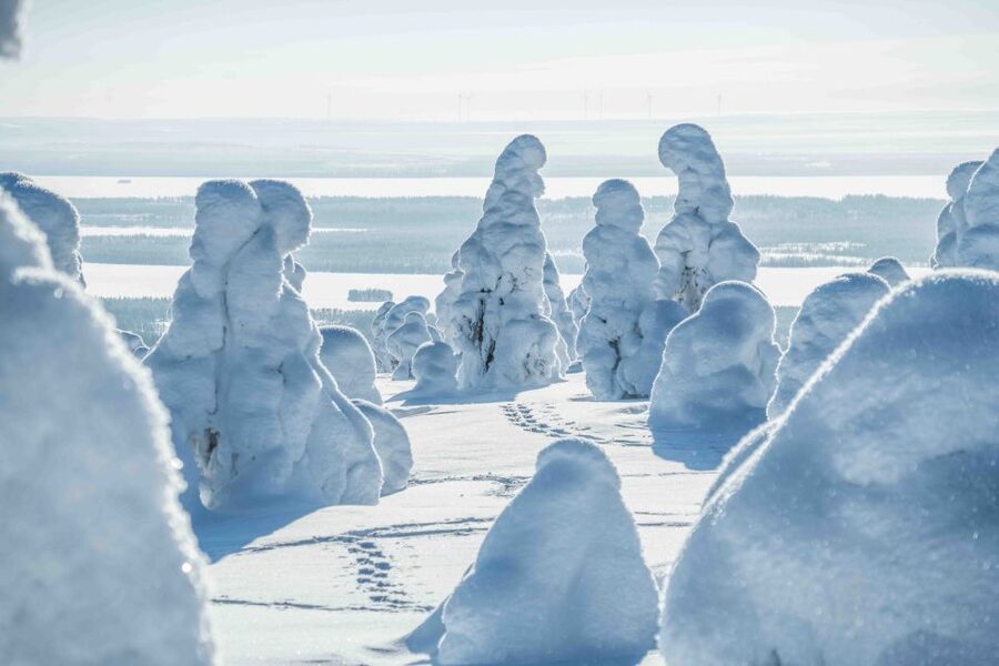 Rovaniemi: Riisitunturi National Park with Pro Photos & BBQ - Warm clothing and winter comfort