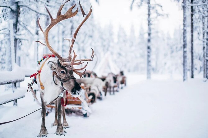 Rovaniemi Santa Claus Village Husky Reindeer Farm Arctic Museum - Price, transport, and practical value