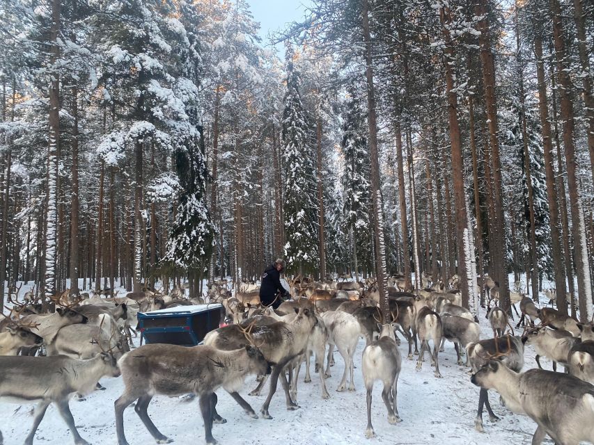 Rovaniemi: Santa Claus Village Tour Huskies & Reindeer Visit - What the guide adds to a small group