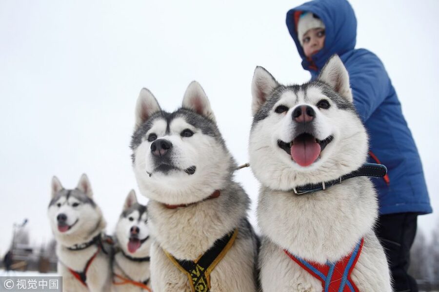 Rovaniemi: Self-Drive Husky Sleigh Ride Adventure - Key points at a glance