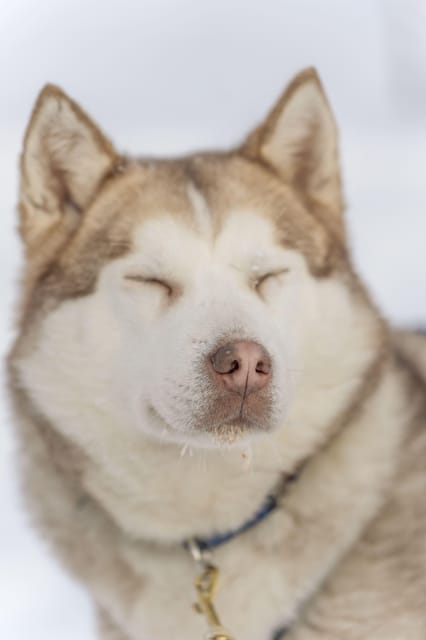 Rovaniemi: Snowmobile Safari, Reindeer & Husky Sleigh Ride - Key points to know before you go