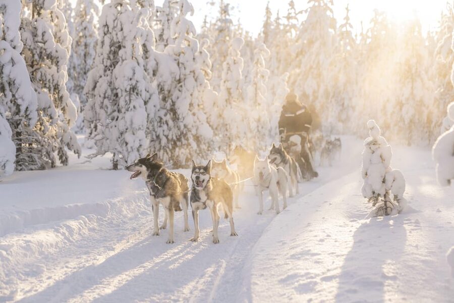 Rovaniemi: Snowmobile Safari, Reindeer & Husky Sleigh Ride - Reindeer sleigh rides trade speed for silence