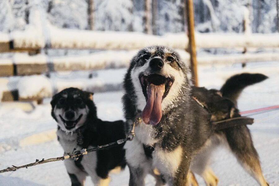Rovaniemi: Snowmobile Safari, Reindeer & Husky Sleigh Ride - The one-hour snowmobile safari is the main event