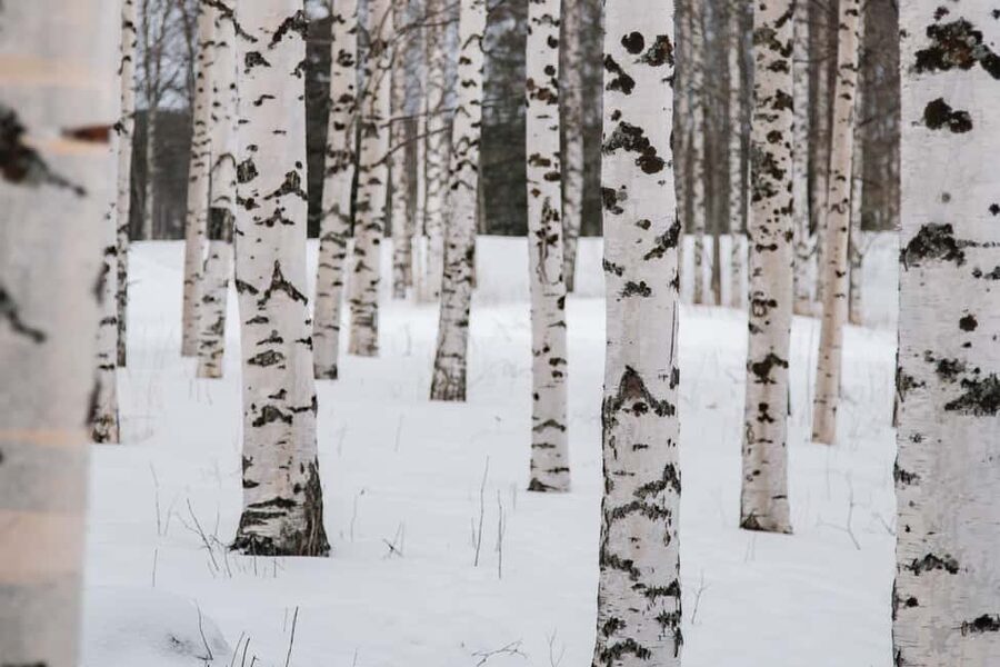 Rovaniemi: Snowshoeing in the Arctic Wilderness - Forest stories, wildlife, and Finnish outdoor life