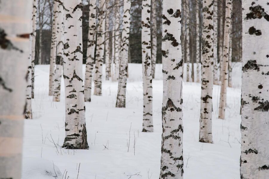 Rovaniemi: Snowshoeing in the Arctic Wilderness - Who will enjoy this Rovaniemi outing?