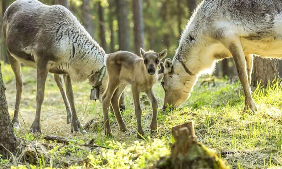 Rovaniemi: Summer Reindeer Farm Experience - Key points to know before booking