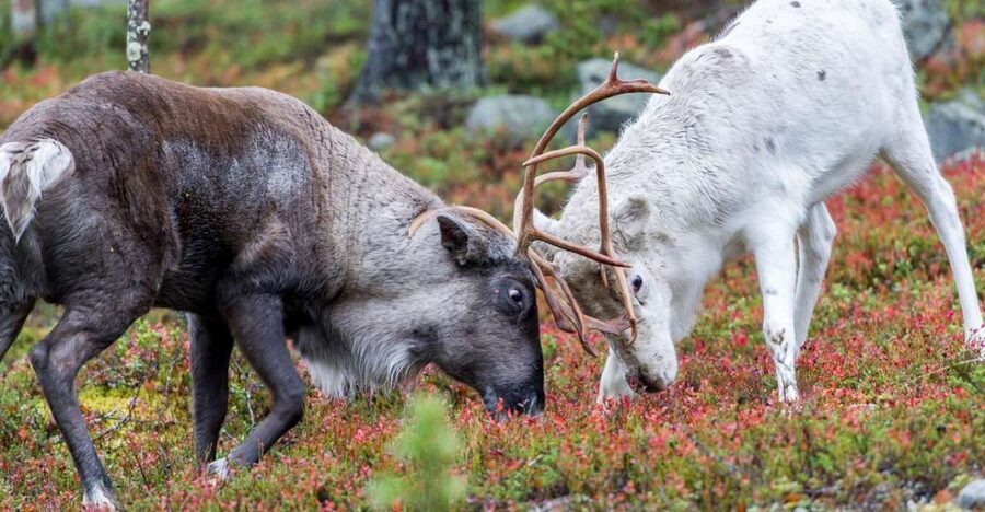 Rovaniemi: Summer Reindeer Farm Experience - Why a summer reindeer visit is worth your time