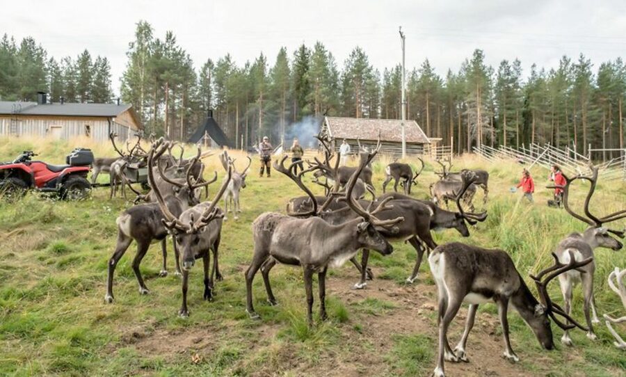 Rovaniemi: Summer Reindeer Farm Experience - Meeting the herder and seeing the farm