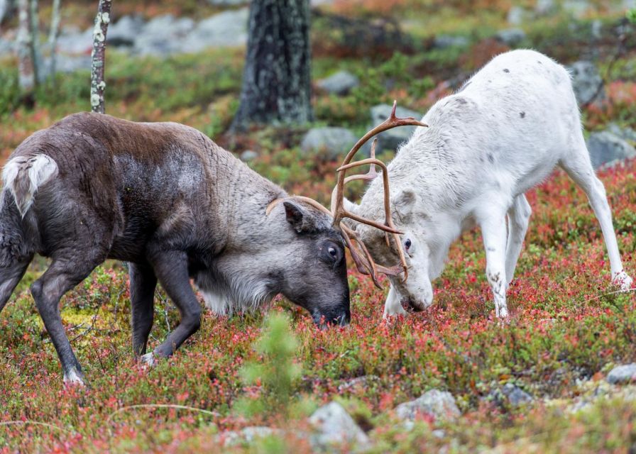 Rovaniemi: Summer Reindeer Farm Experience - Stories inside the wooden kota