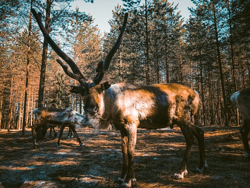 Rovaniemi: Summer Reindeer Farm Experience - Is $114 a fair price?