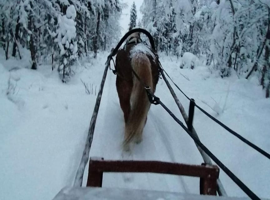 Rovaniemi: Traditional Finnhorse Sleigh Ride at SCV (3km) - A warm hut, hot drinks, and marshmallows