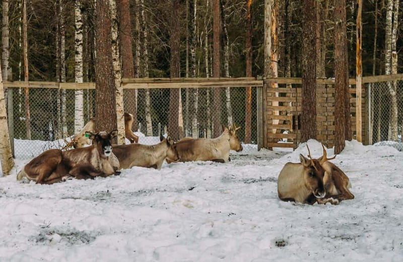 Rovaniemi: Trip to Ranua Zoo with Tickets - Why Ranua Zoo makes a useful half-day from Rovaniemi
