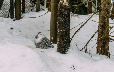 Trip to Ranua Zoo with Tickets