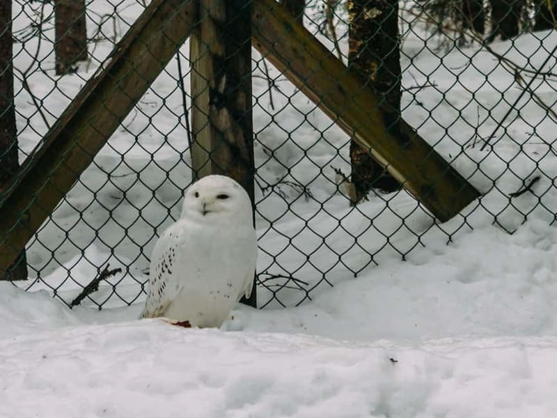 Rovaniemi: Trip to Ranua Zoo with Tickets - The white bear and other seasonal highlights