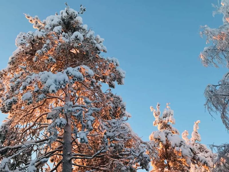 Rovaniemi: Trip to Ranua Zoo with Tickets - About two hours inside, at your own pace