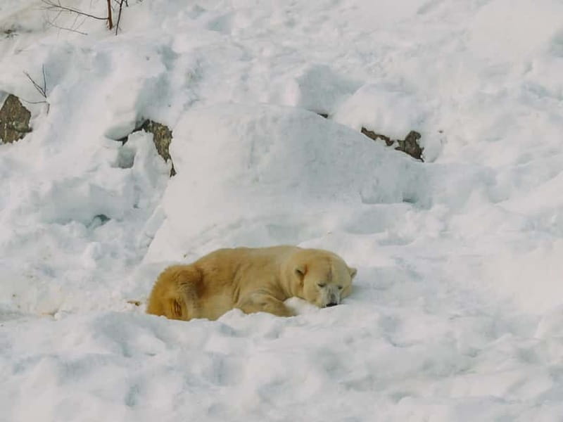 Rovaniemi: Trip to Ranua Zoo with Tickets - Who will get the most from this outing