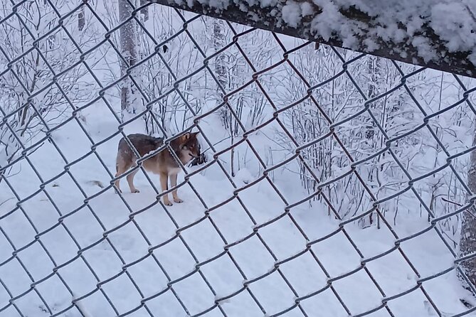 Rovaniemi: Trip to Ranua Zoo with Tickets Included - Lunch, warm drinks, and a stop for sweets