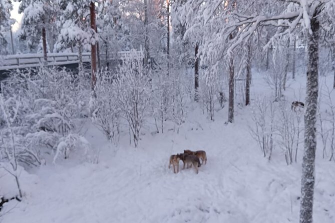 Rovaniemi: Trip to Ranua Zoo with Tickets Included - Weather, seasons, and animal visibility