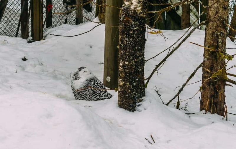 Rovaniemi: Trip to Ranua Zoo with Tickets - The drive from Rovaniemi with Uncle Alex
