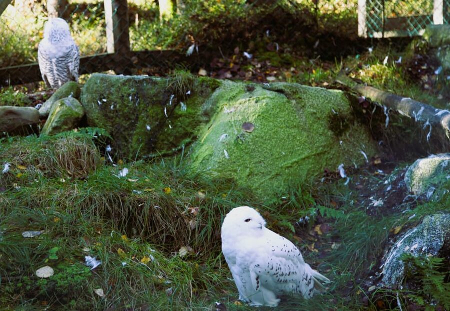 Rovaniemi: trip to the Ranua Zoo (transportation, tickets) - What the $117 price really covers