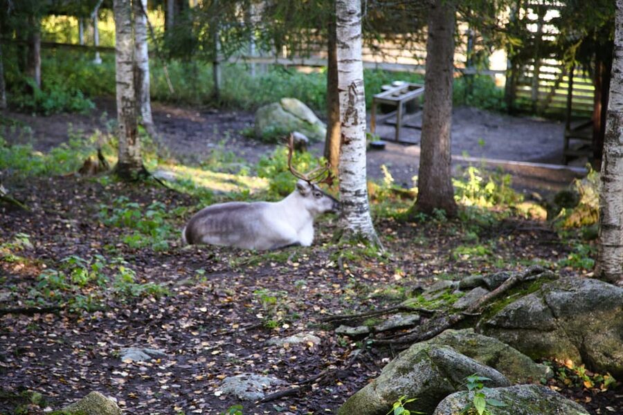 Rovaniemi: trip to the Ranua Zoo (transportation, tickets) - Timing, weather, and what to pack
