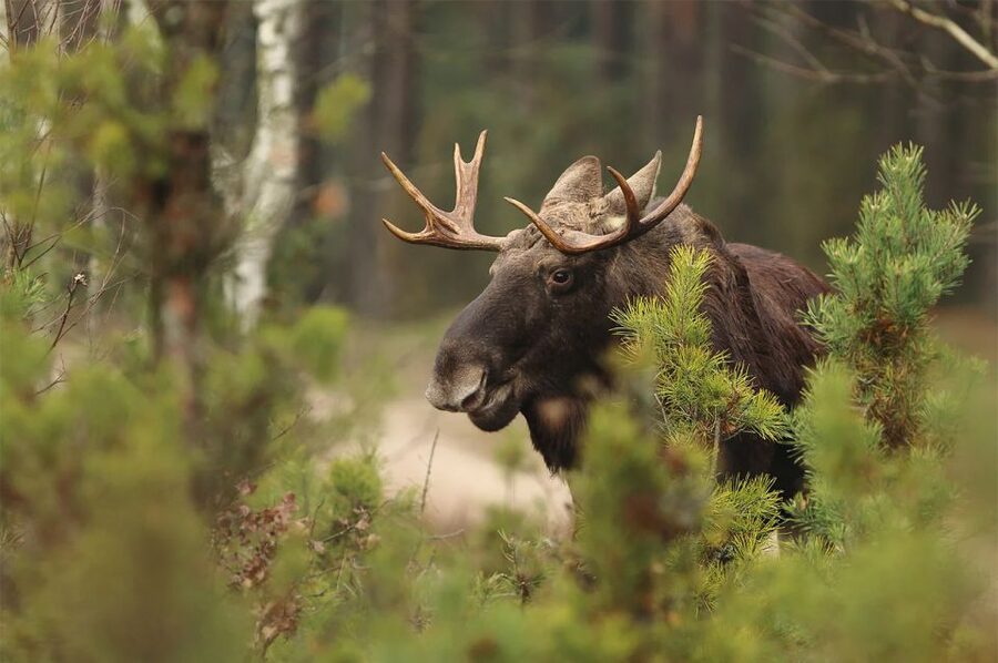 Rovaniemi: Wild Moose Safari - Searching for Finland’s King of the Forest