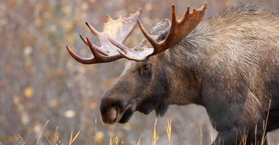 Rovaniemi: Wild Moose Safari - The 3.5-hour route beyond Rovaniemi