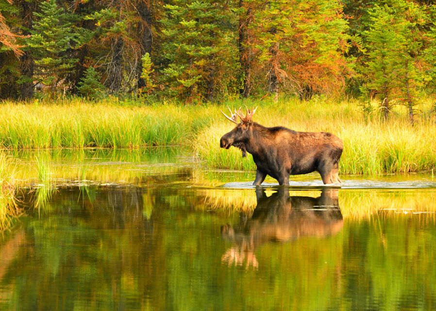 Rovaniemi: Wild Moose Safari - The frozen lake and the small Finnish pause