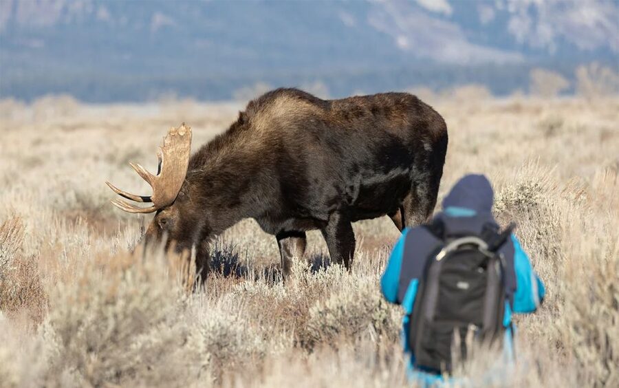Rovaniemi: Wild Moose Safari - Who should book this safari?