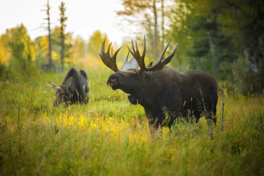 Rovaniemi: Wild Moose Safari - My call: book it for the forest, not the guarantee